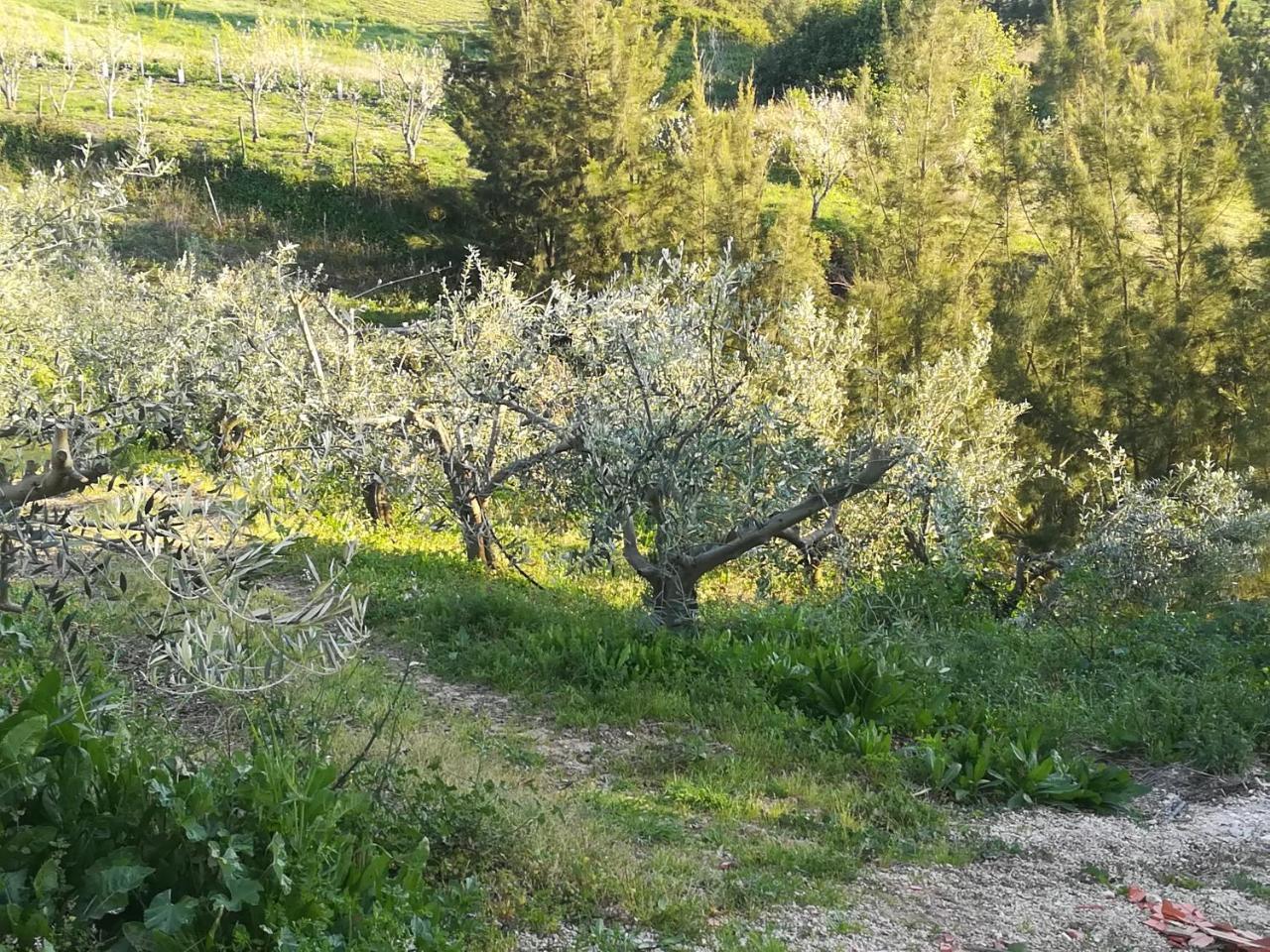 Quinta Vale Real Villa Alcobaça Eksteriør billede